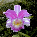 Sobralia violacea