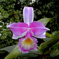 Sobralia violacea