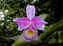 Sobralia violacea