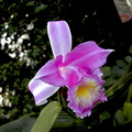 Sobralia violacea