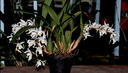 Coelogyne Intermedia