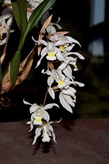 Coelogyne Intermedia