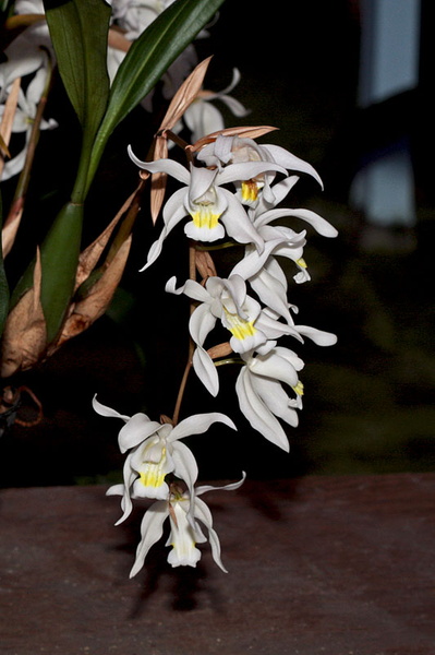 Coelogyne_Intermedia2.jpg