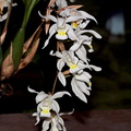 Coelogyne Intermedia