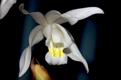 Coelogyne Intermedia