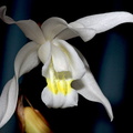 Coelogyne Intermedia