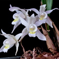 Coelogyne Intermedia