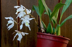 Coelogyne Unchained Melody