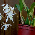 Coelogyne Unchained Melody