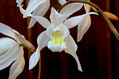 Coelogyne Unchained Melody