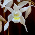 Coelogyne Unchained Melody