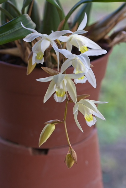 Coelogyne_Unchained3.jpg