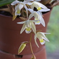 Coelogyne Unchained Melody