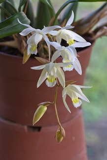Coelogyne Unchained Melody