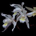 Coelogyne_Unchained4.jpg