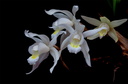 Coelogyne Unchained Melody