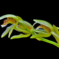 Coelogyne chloroptera