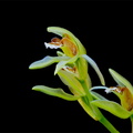 Coelogyne_chloroptera2.jpg