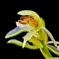 Coelogyne chloroptera