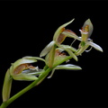 Coelogyne chloroptera