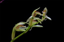 Coelogyne chloroptera