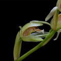 Coelogyne chloroptera