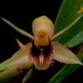 Coelogyne fimbriata