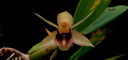 Coelogyne fimbriata