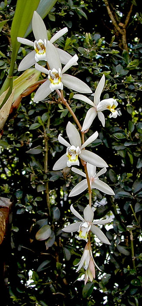 Coelogyne flaccida Lindl. Coelogyne_flaccida1.jpg