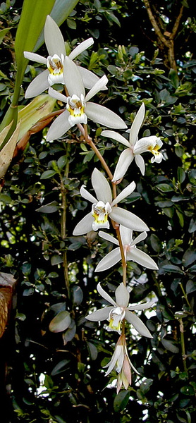 Coelogyne_flaccida1.jpg