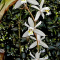 Coelogyne_flaccida1.jpg