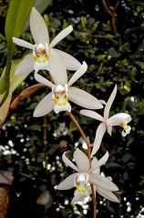 Coelogyne flaccida