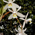 Coelogyne flaccida