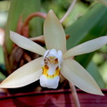 Coelogyne flaccida