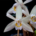 Coelogyne flaccida