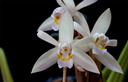 Coelogyne flaccida