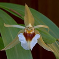 Coelogyne lawrenceana