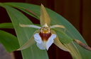 Coelogyne lawrenceana