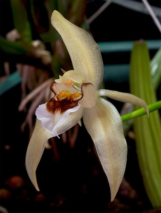 Coelogyne lawrenceana