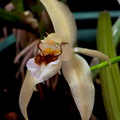 Coelogyne_lawrenceana10.jpg