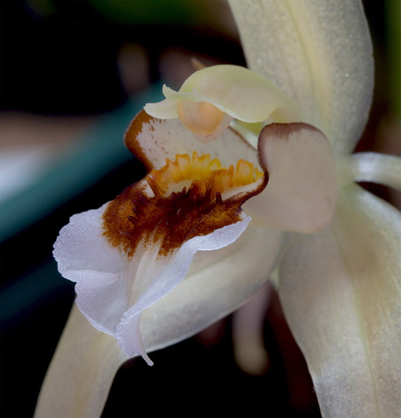 Coelogyne_lawrenceana11.jpg