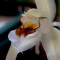 Coelogyne lawrenceana