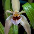 Coelogyne lawrenceana