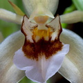 Coelogyne lawrenceana