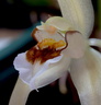 Coelogyne lawrenceana