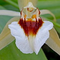 Coelogyne lawrenceana