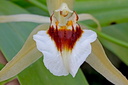 Coelogyne lawrenceana