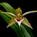 Coelogyne lawrenceana