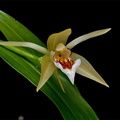 Coelogyne lawrenceana