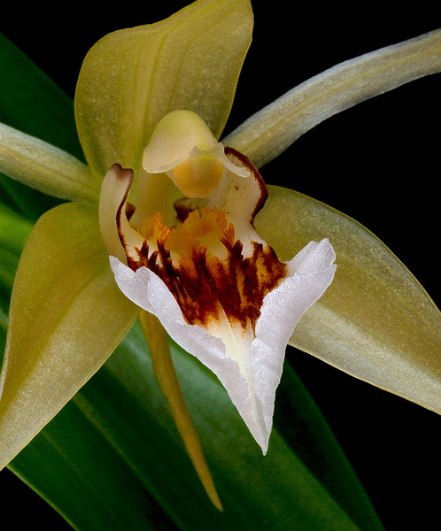 Coelogyne lawrenceana